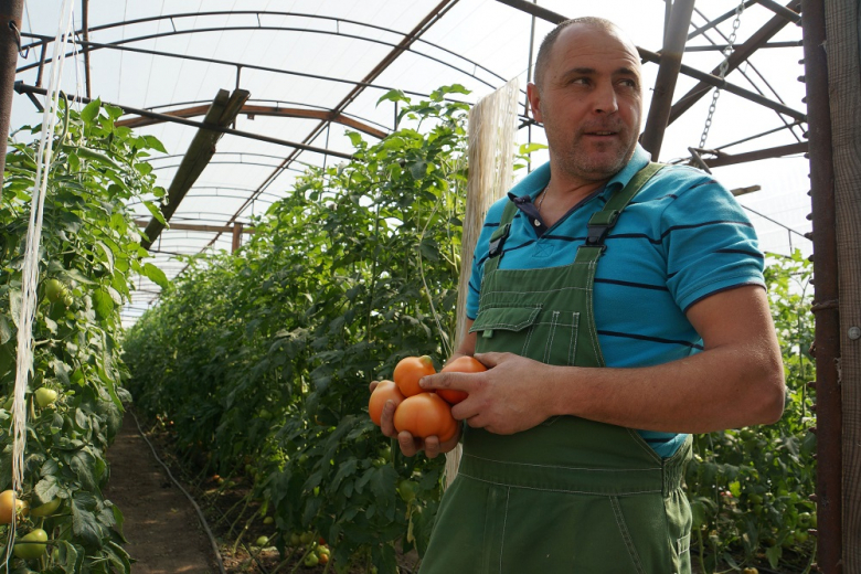 В России сбор овощей превысил 3,3 миллиона тонн   